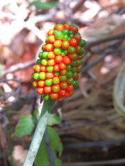 Colorful berries