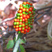 Colorful berries