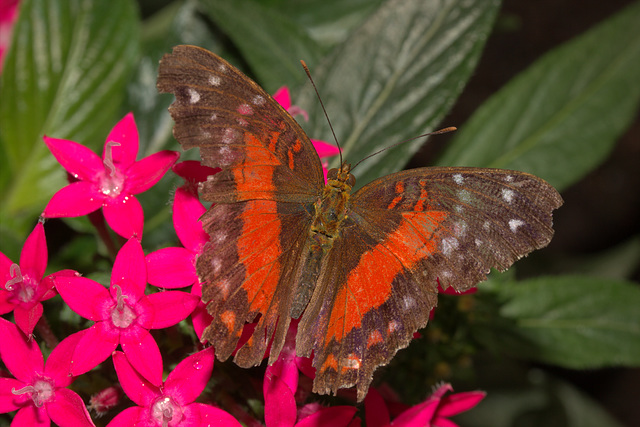 IMG_4668NaturalHistoryMuseumLondonButterflyCanon60mm