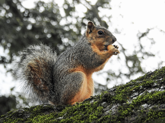 Day 2, Fox Squirrel, Pelican Bay Resort