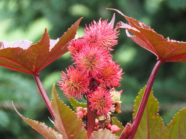 Castor Bean