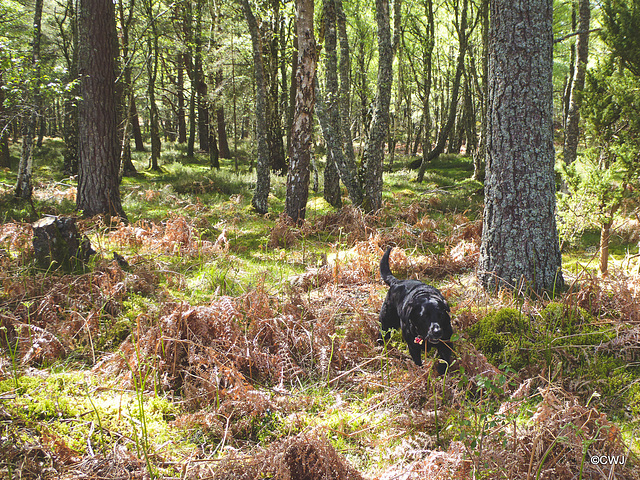 There is definitely a pheasant here! There is definitely a pheasant here!