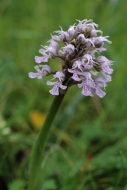 Neotina tridentata, Aspargale