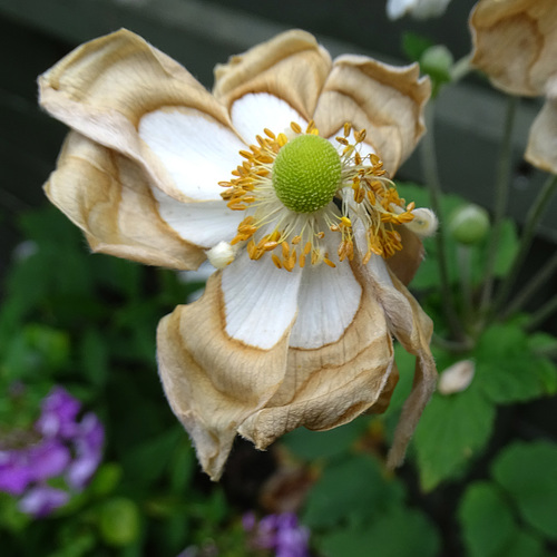 Anemone x hybrida 'Honorine Jobert'