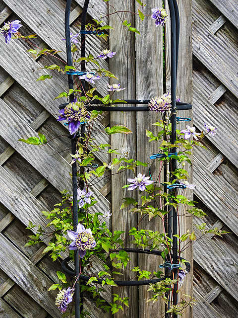20220606 1263CPw [D~LIP] Waldrebe (Clematis 'Taiga'), Bad Salzuflen