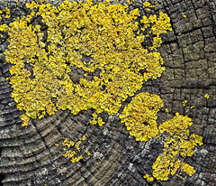 Lichen on Tree Trunk