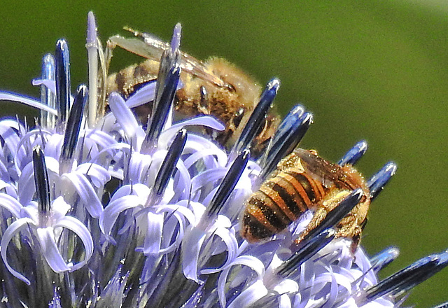 20230716 2212CPw [D~LIP] Kugeldistel, Honigbiene, Gelbbindige Furchenbiene, Bad Salzuflen