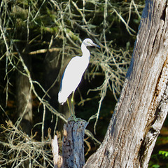 Snowy egret