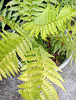 Fern In Bucket.