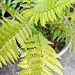 Fern In Bucket.