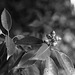 Acorn