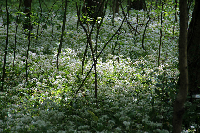 Bärlauchfeld