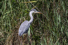 20150518 7889VRTw [R~F] Graureiher (Ardes cinerea), Parc Ornithologique, Camargue