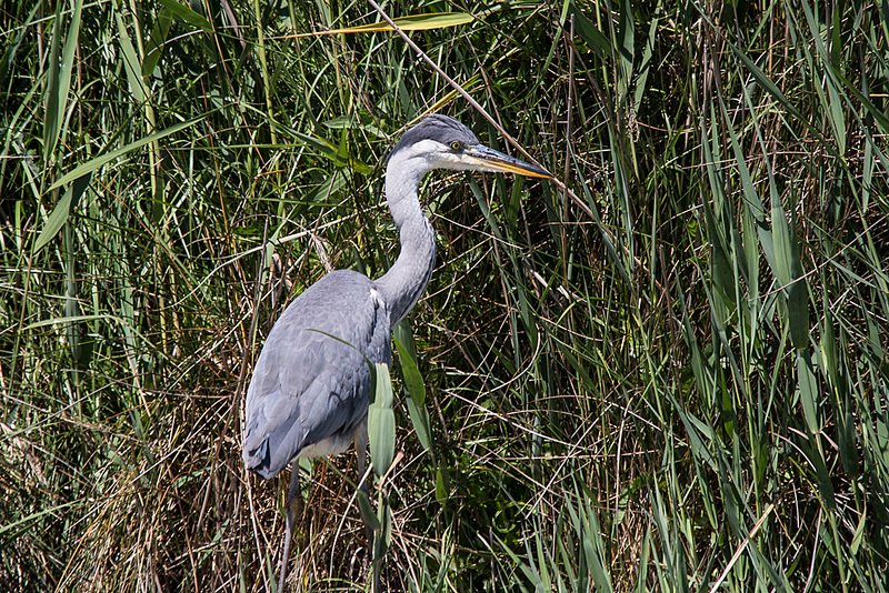 20150518 7889VRTw [R~F] Graureiher (Ardes cinerea), Parc Ornithologique, Camargue