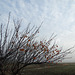 Autumn sky and a tree