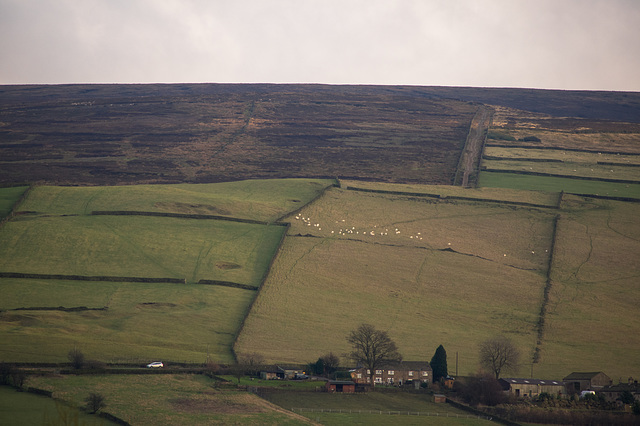 The Sheep line