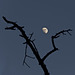 Evening falls and between dead tree branches appears the moon