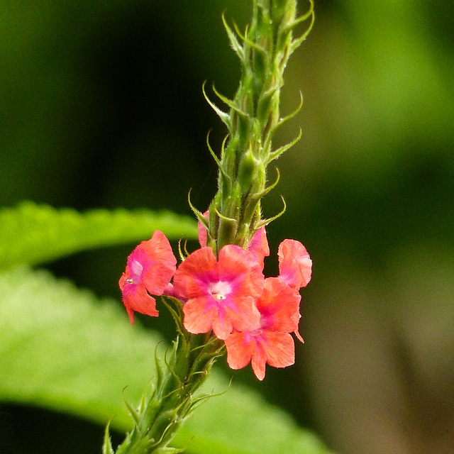 Changeable velvetberry / Stachytarpheta mutabilis?