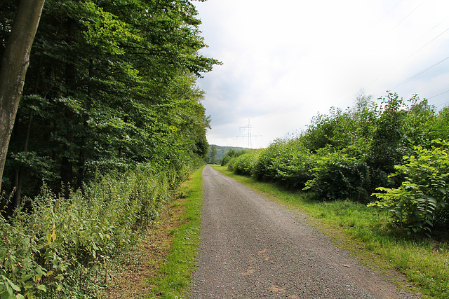 Weg neben der Halde Schöttelheide (Köllnischer Wald, Bottrop) / 14.08.2017