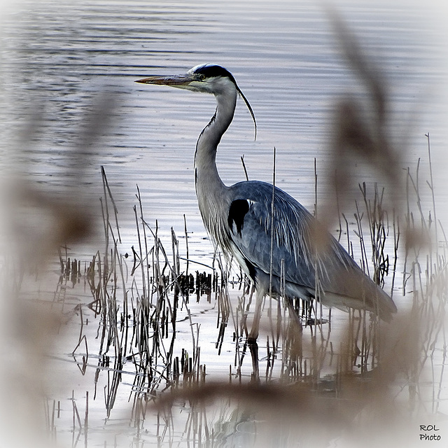 Héron cendré (Ardea cinerea - Grey Heron)