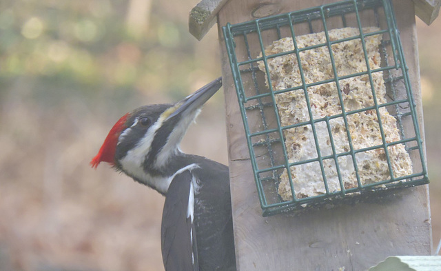 Pileated Woodpecker