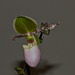 Orchid IMG_1793