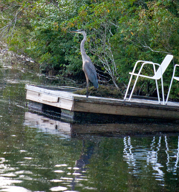 Heron on my dock - where was I?