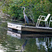 Heron on my dock - where was I?