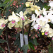 IMG_4660Orchids