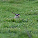 Wheatear