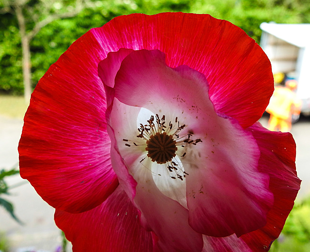 20220607 1265CPw [D~LIP] Kaltsch-Mohn (Papaver rhoeas), Bad Salzuflen