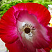 20220607 1265CPw [D~LIP] Kaltsch-Mohn (Papaver rhoeas), Bad Salzuflen