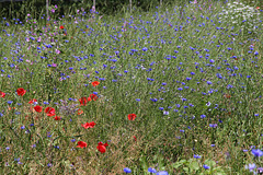 Wildblumenwiese und Insektenparadies (2 PicinPic)