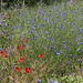 Wildblumenwiese und Insektenparadies (2 PicinPic)