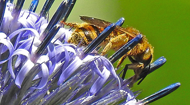 20230716 2213CPw [D~LIP] Kugeldistel, Gelbbindige Furchenbiene, Bad Salzuflen