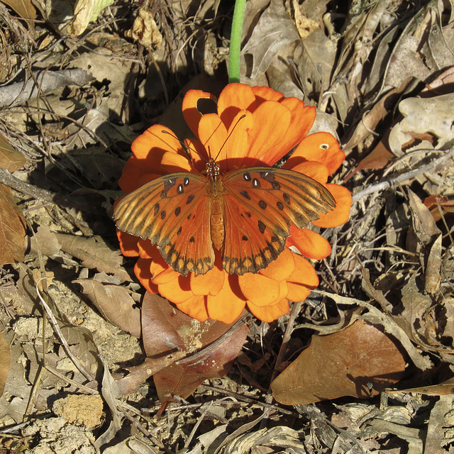 Gulf fritillary on zinnia