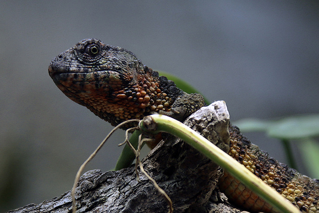 Lézard crocodile de Chine