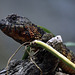 Lézard crocodile de Chine