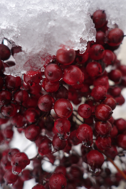 Snow on red berries