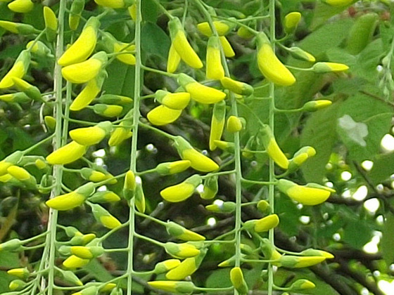 Laburnham starting to bloom