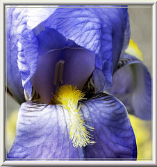 Schwertlilie (Iris). ©UdoSm