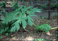 Feuilles géantes (1)