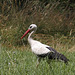 Storch im Rosensteinpark