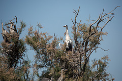 20150518 7890VRTw [R~F] Graureiher (Ardes cinerea), Parc Ornithologique, Camargue