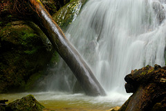 Baumstamm und Wasserfall