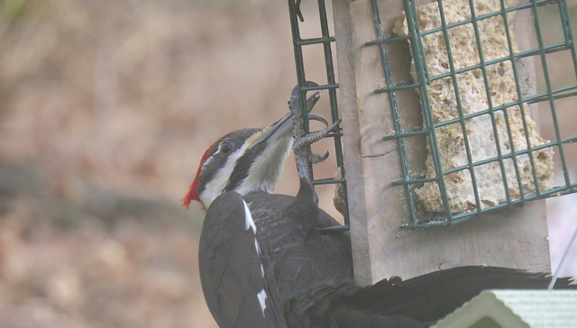 Pileated Woodpecker