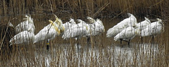 20180403 3395CPw [D~AUR] Löffler  Leybucht, Greetsiel