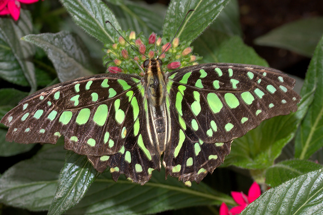 IMG_4663NaturalHistoryMuseumLondonButterflyCanon60mm