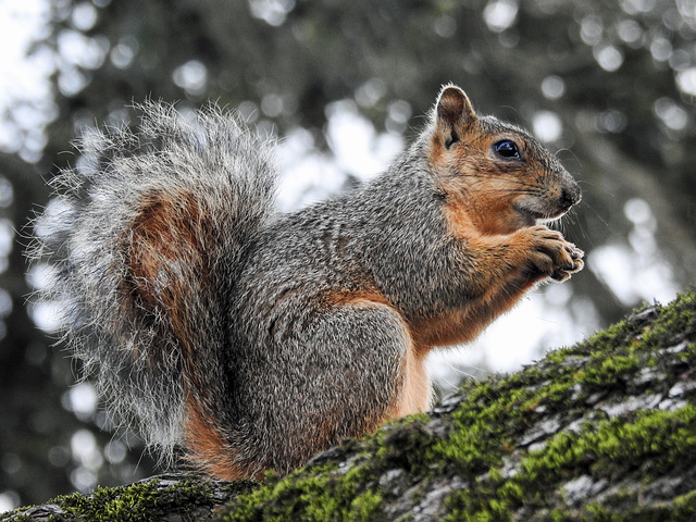 Day 2, Fox Squirrel, Pelican Bay Resort, South Texas