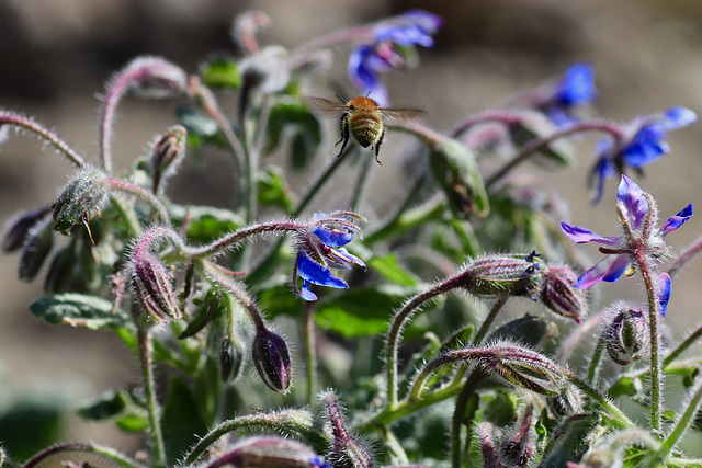 butiner de fleur en fleur.